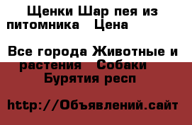 Щенки Шар пея из питомника › Цена ­ 25 000 - Все города Животные и растения » Собаки   . Бурятия респ.